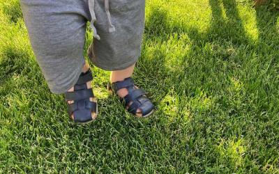 Guter Rasensamen & Pflege halten Wiese und Rollrasen vital