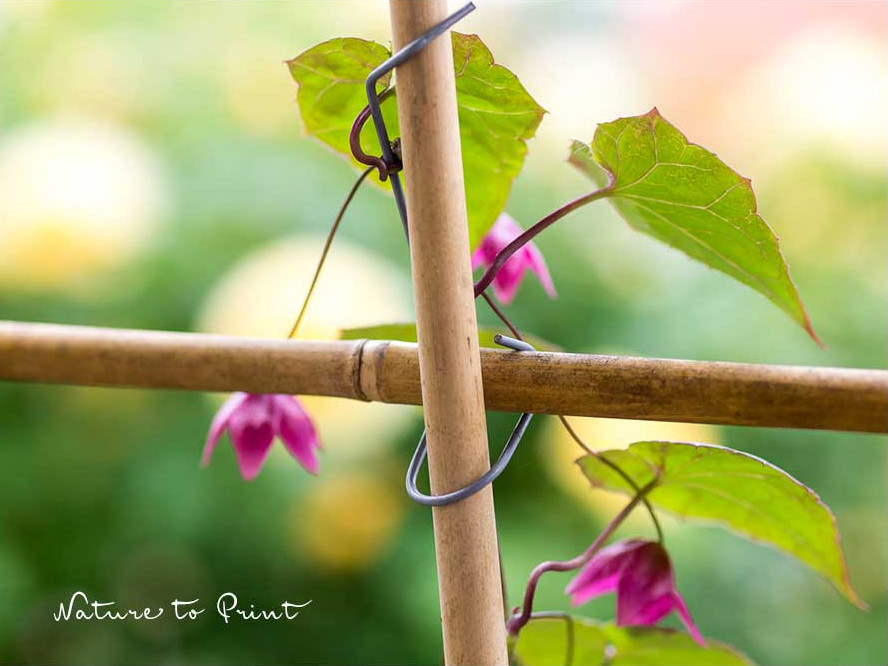 Kletterhilfen aus Bambus sind schnell gemacht und passen sich den Bedürfnissen der Kletterpflanzen spielend leicht an. Flexible, einfache und preiswerte Kletterhilfen aus Bambus