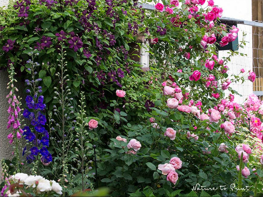Clematis Jackmanii und Kletterrose Parade teilen sich ihr Rankgerüst aus Metall