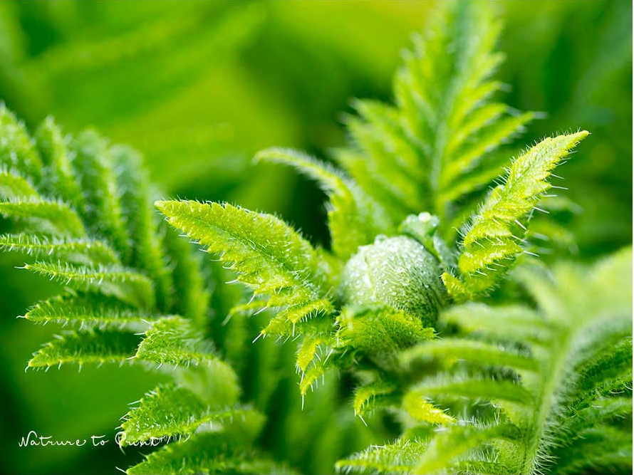 Orientalischer Mohn ist eine Staude und kommt jedes Jahr wieder