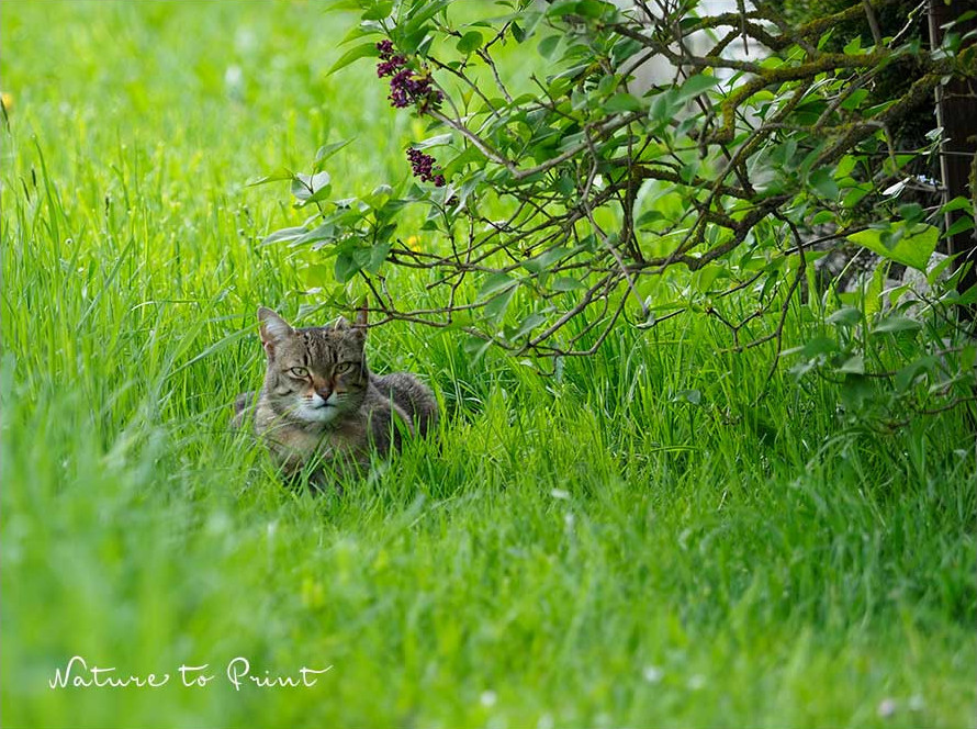 Katzenstreu darf nicht in den Kompostbehälter