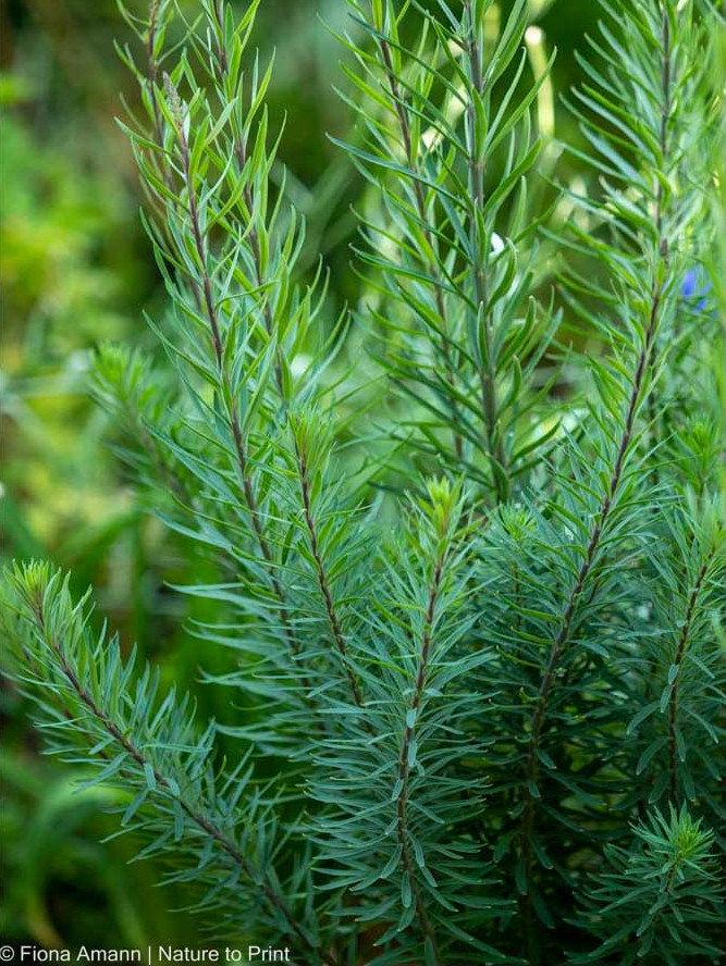 Italienisches Leinkraut, Linaria purpurea, Purpur-Leinkraut ist schon früh im Jahr an seinen quirligen, grau-grünen, länglichen Blättern zu erkennen.