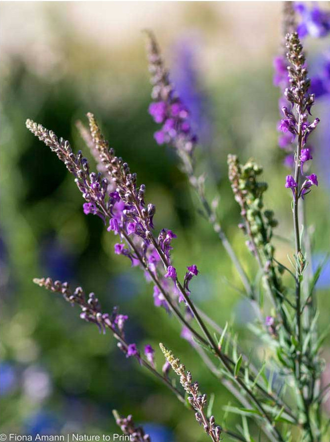 Linaria purpurea trägt filigrane Blütenstiele