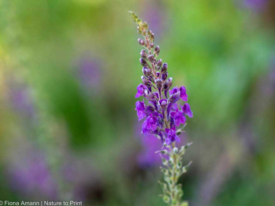 Purpur-Leinkraut, filigrane Wildstaude für extreme Standorte