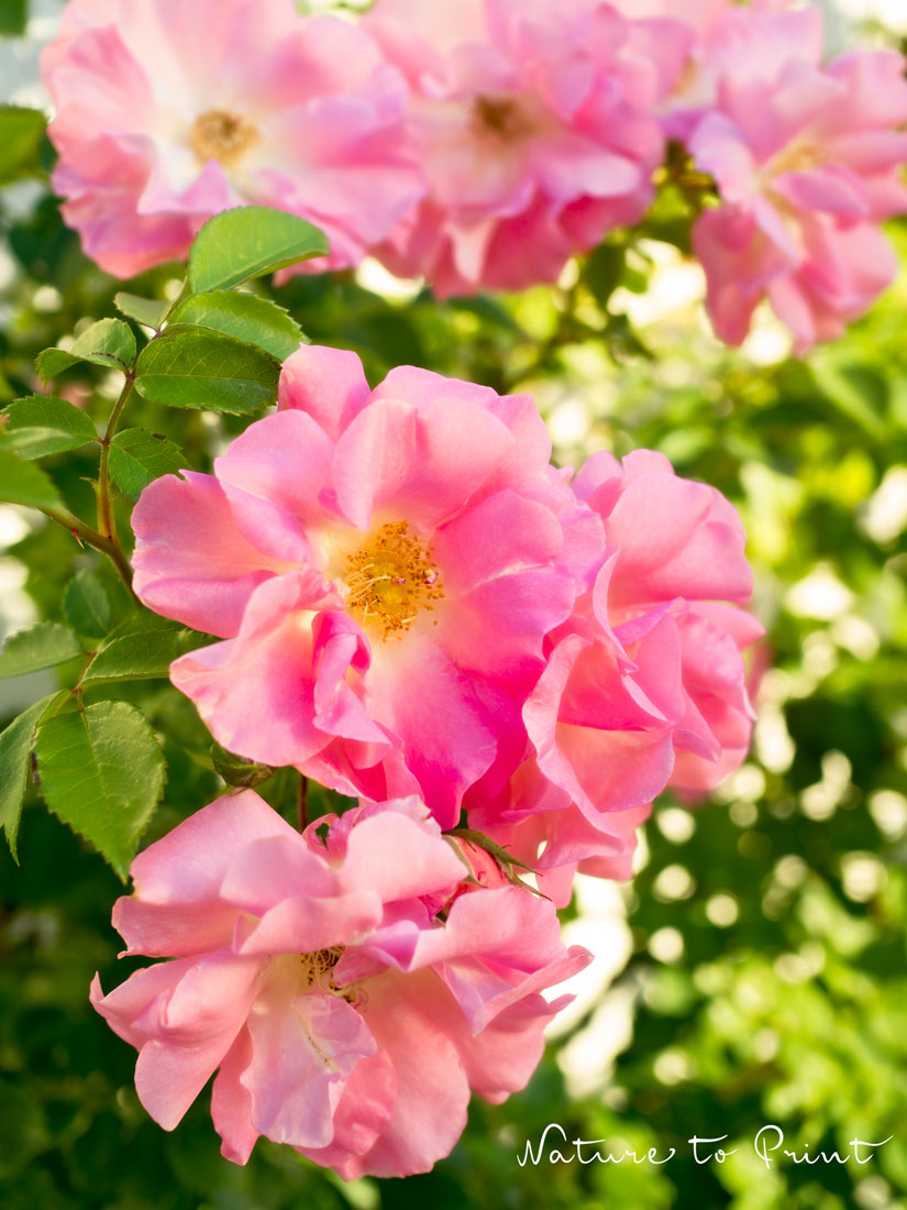 Kletterrose Manita. Wild, aber nur ein bisschen. Kletterrose Manita. Wild, aber nur ein bisschen. | Rosenbild von Nature to Print