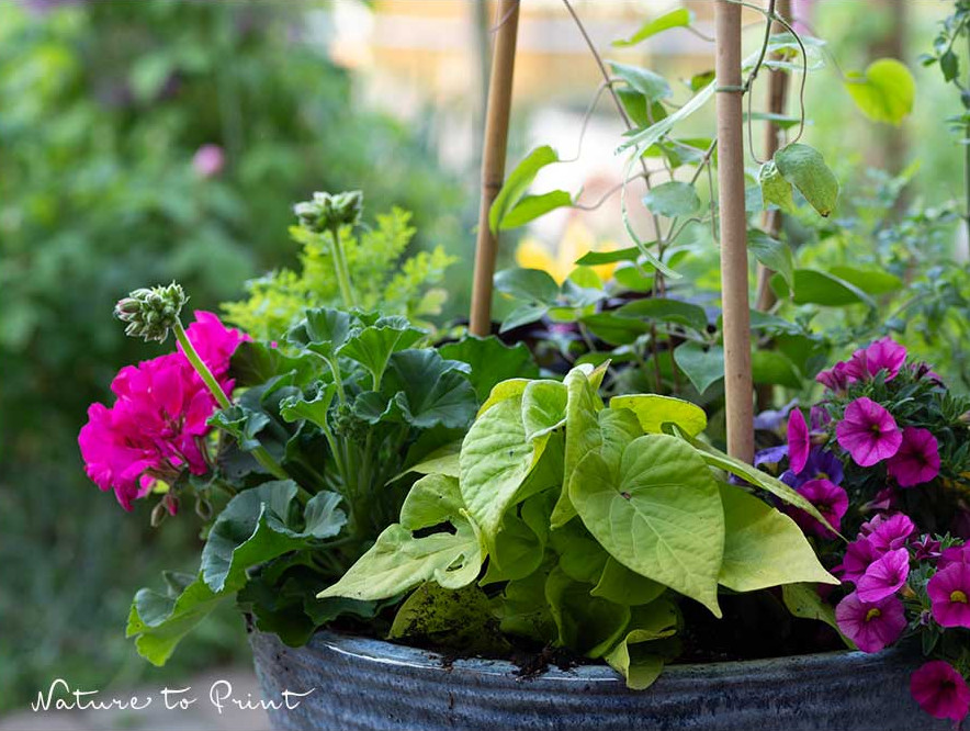Verbrauchte Blumenerde aus dem Topfgarten darf in den Komposter