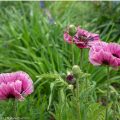 Orientalischer Mohn, imposante Prachtstaude mit Signalwirkung 3 Kaltkeimer Orientalischer Mohn mit pinken Blüten,