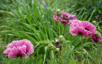 Orientalischer Mohn, Prachtstaude mit Signalwirkung