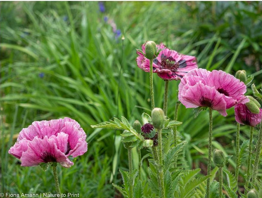 Kaltkeimer Orientalischer Mohn mit pinken Blüten,