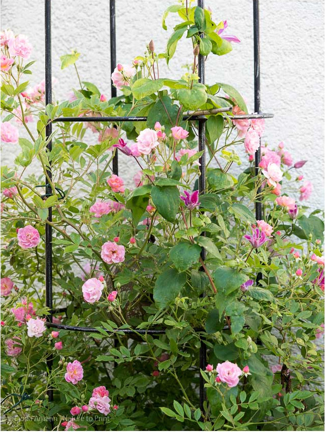 Rosendorf Steinfurth ist ein kleiner Rambler für Obelisk und Rosenbogen