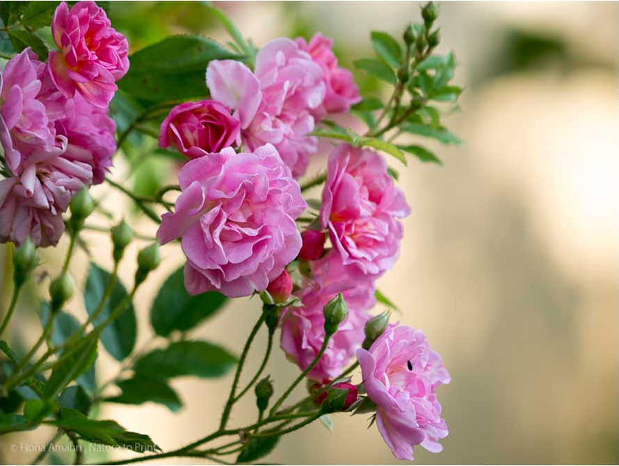 Kleiner Rambler, große Freude: Rosendorf Steinfurth ’04