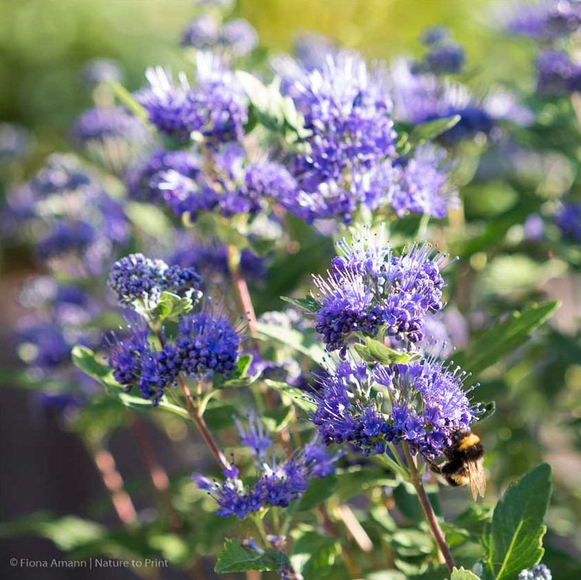 Die Bartblume in der Gartenmauer. Der Halbstrauch ist sehr robust.