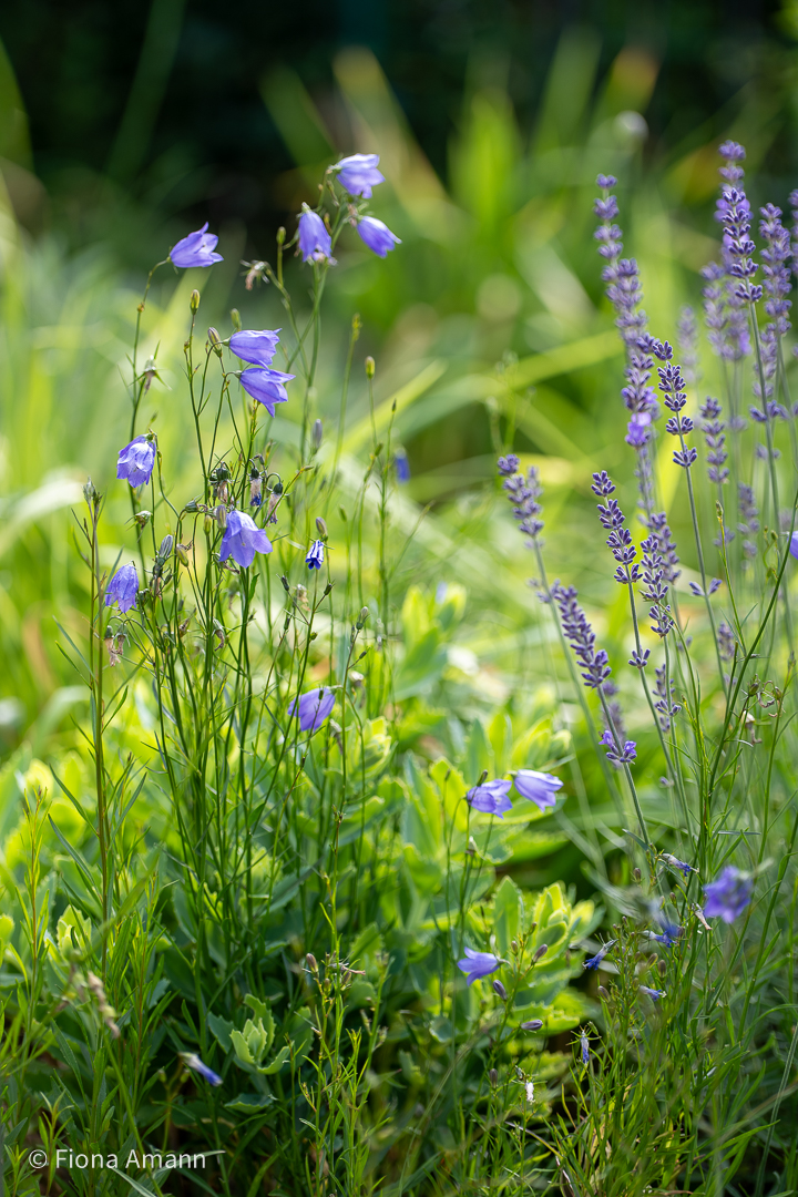 Kleine Kokardenblume, exzellenter Dauerblüher für die 1. Reihe 1 Kleine Kokardenblume, exzellenter Dauerblüher für die 1. Reihe Die kleine Kokardenblume ist eine dankbare Gartenstaude, die Sie problemlos selbst säen und vermehren können. Fleißiges Ausputzen garantiert Blütenfülle und Freude bis zum Frost.