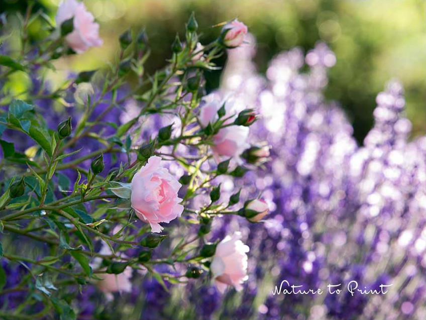 Rose Sommerwind und Lavendel in der Gartenmauer aus Betonpflanzsteinen