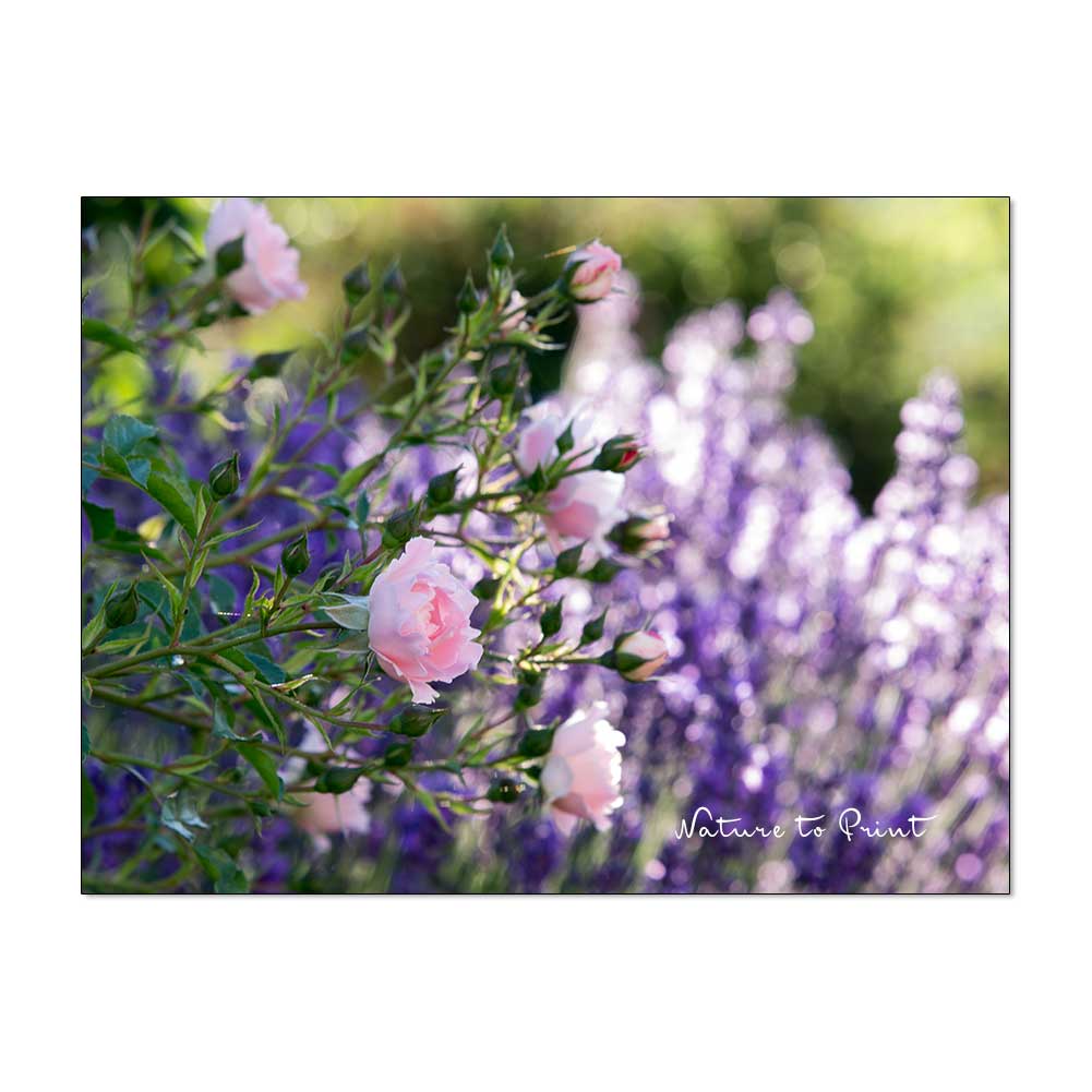 Rose Sommerwind und Lavendel in der Gartenmauer aus Betonpflanzsteinen