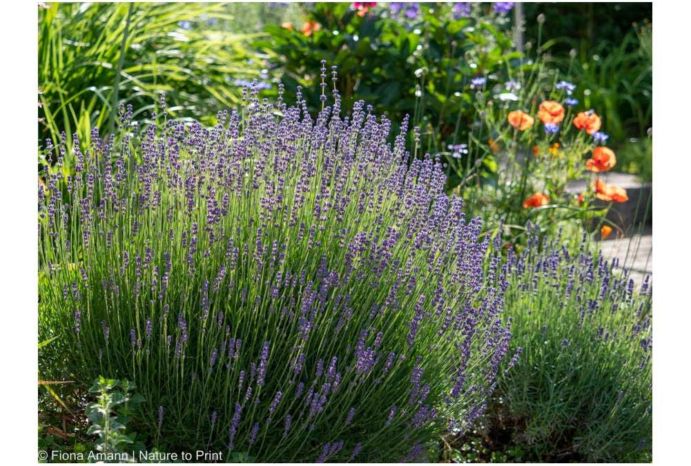 Hitze und Trockenheit: Diese 8 Maßnahmen retten den Garten