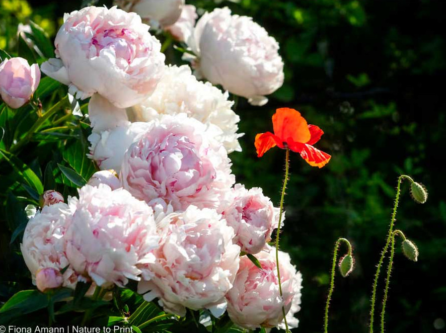 Hitze und Trockenheit verträgt Pfingstrose Sarah Bernhard ausgesprochen gut