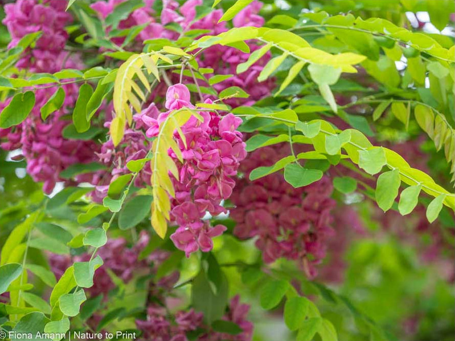 Robinie Casque Rouge verträgt Hitze und trockenheit und blüht zweimal im Jahr