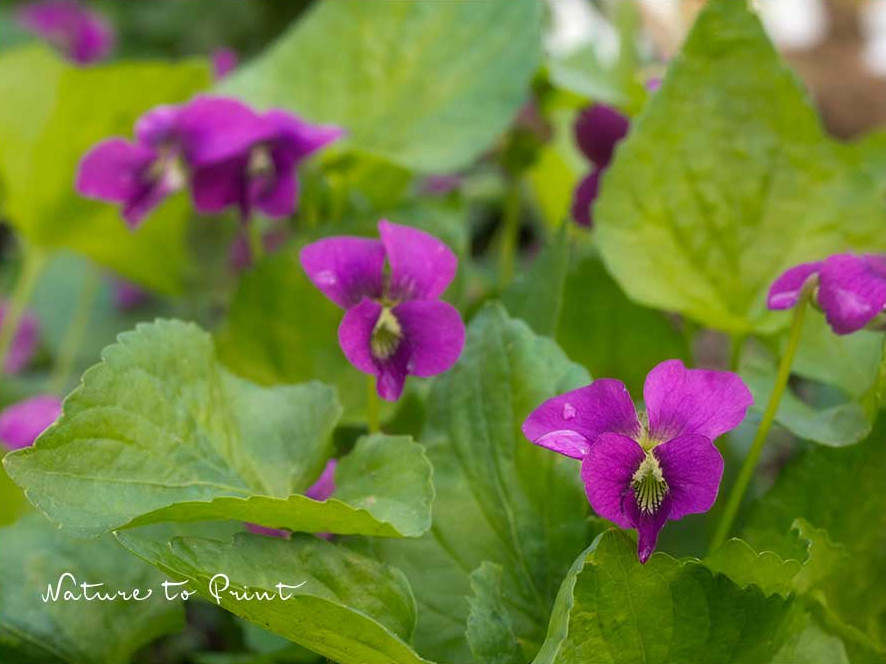 Pfingstveilchen für halbschattige bis schattige Pflanzringe