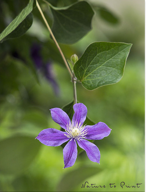 Staudenclematis Arabella hängt gerne kopfüber Staudenclematis Arabella rankt nicht, sondern hängt oder wallt den Hang hinunter