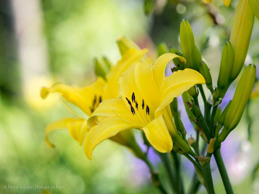Gelbe frühe Taglilie wächst gut in einem Betonpflanzstein