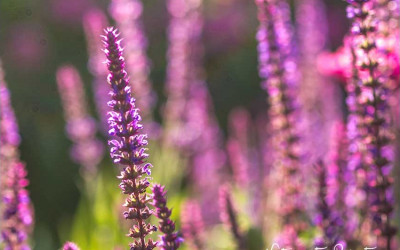 Betonpflanzsteine dauerhaft schön bepflanzen