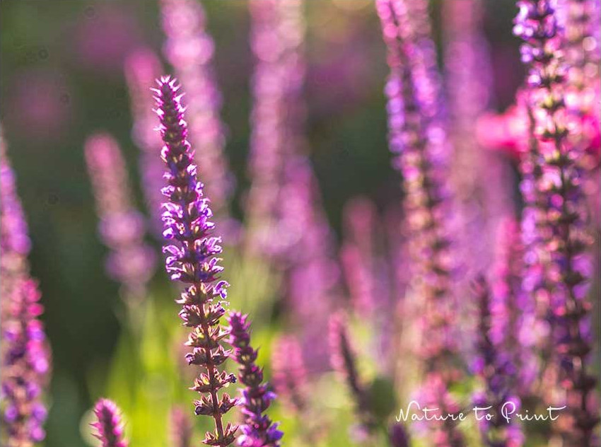 Steppensalbei, äußerst robuste Staude für magere Böden und vollsonnige Standorte