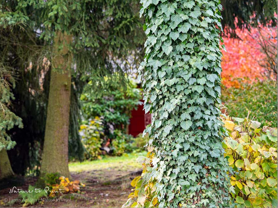 Efeu wächst, um zu bleiben.