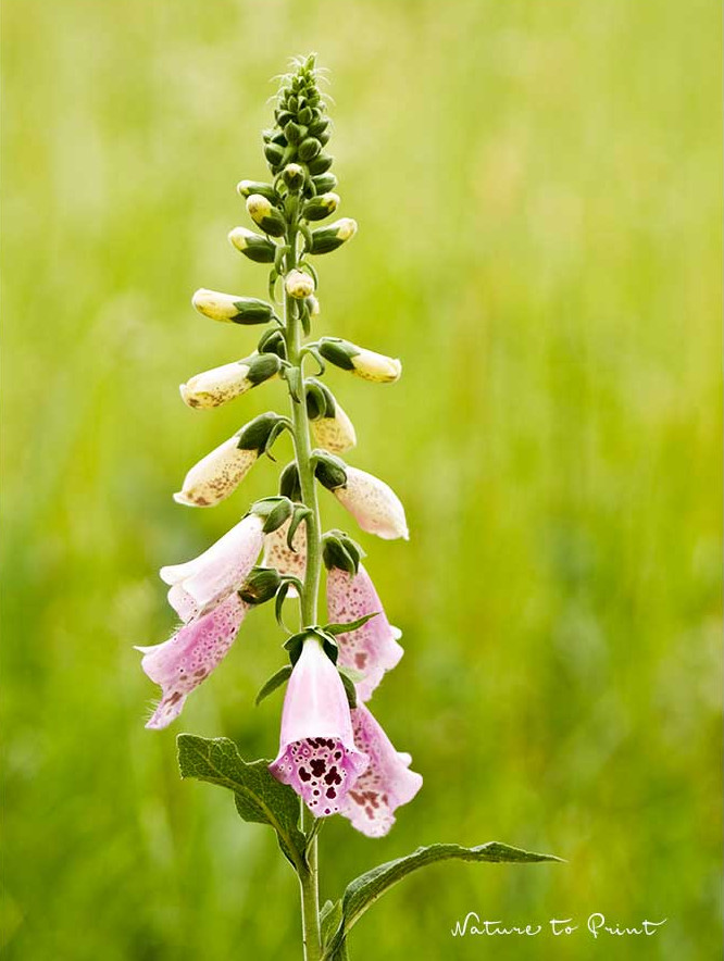 Fingerhut, Digitalis purpurea, Bienenpflanze, Heil- und Giftpflanze