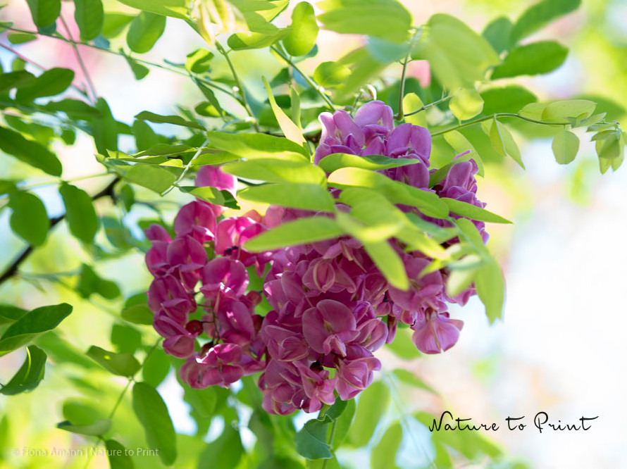 Robinie Casque Rouge nährt Insekten, ist aber leider giftig