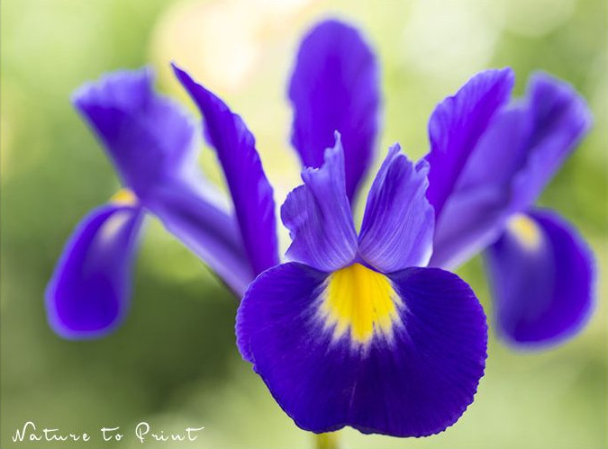 Blau-violette Iris hollandica, die Holland-Iris