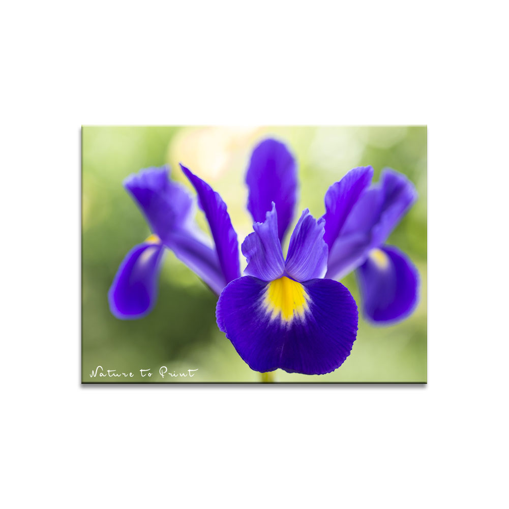 Iris hollandica, die Holland-Iris