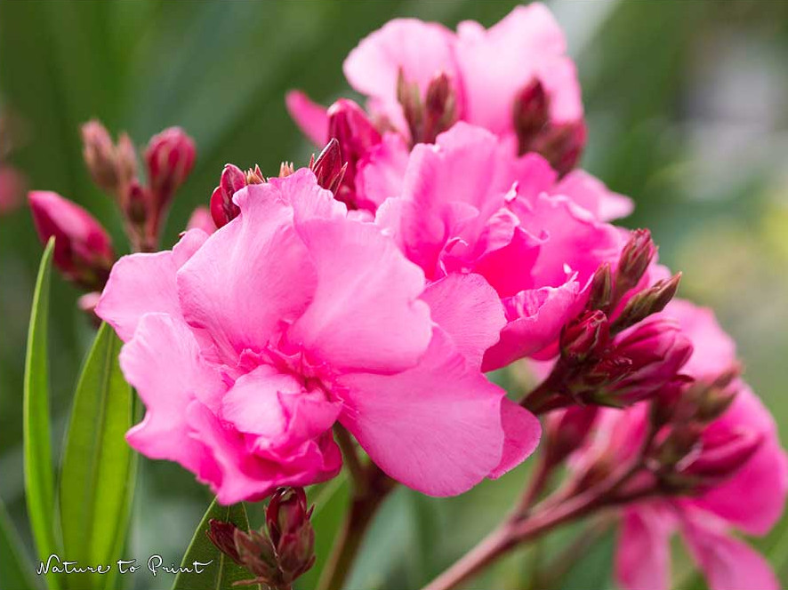 Oleander ist nicht harmlos, sondern giftig in allen Teilen