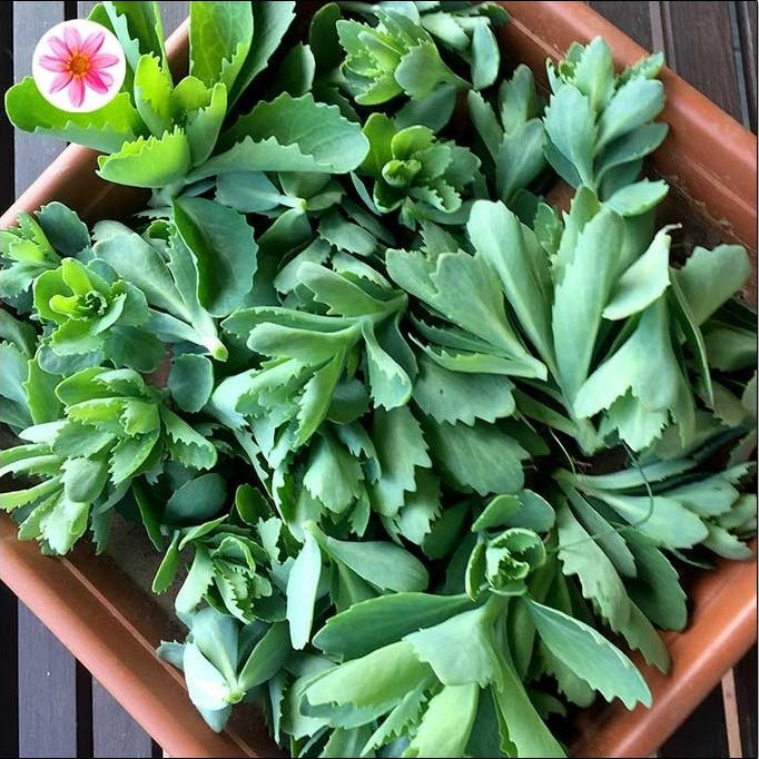 Beim Staudenschnitt im Mai fallen viele Kopfstecklinge an. Sie wurzeln einfach, sicher und innerhalb kürzester Zeit. Wenn Sie es richtig machen, gibt es quasi keine Verluste.