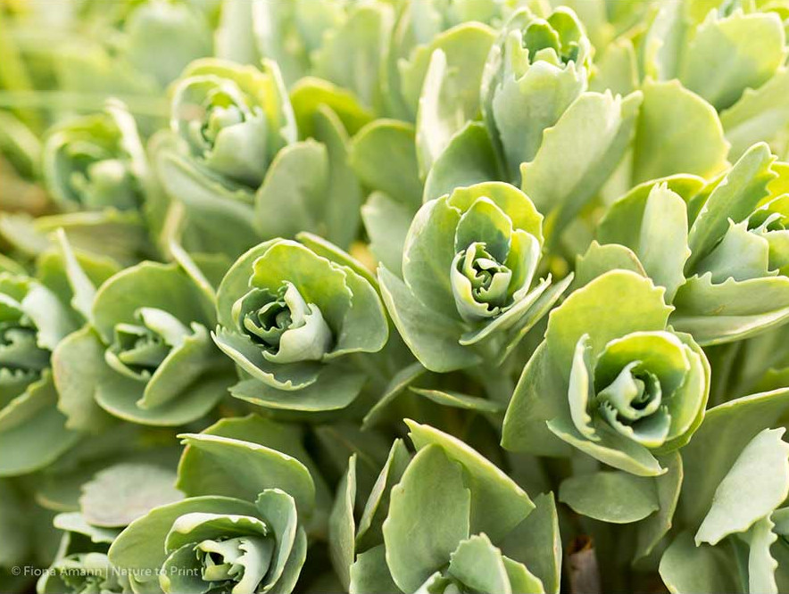 Frischer Austrieb, Blattrosetten einer Fetthenne im Frühling