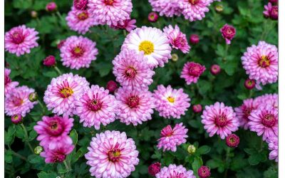 Der Blumengarten im November. Was gibt’s zu tun?