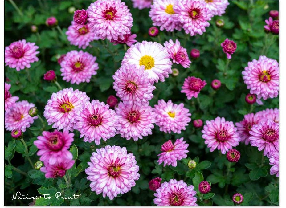 Der Blumengarten im November. Was gibt’s zu tun?