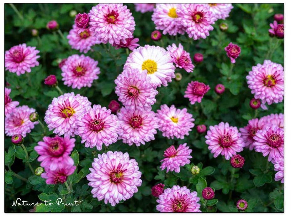 Blumengartren im November. Blütenpracht der Chrysanthme