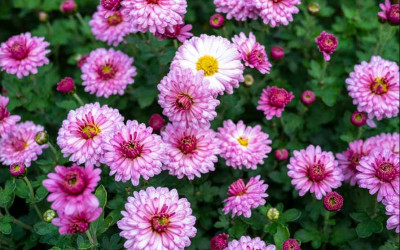 Der Blumengarten im November. Was gibt’s zu tun?