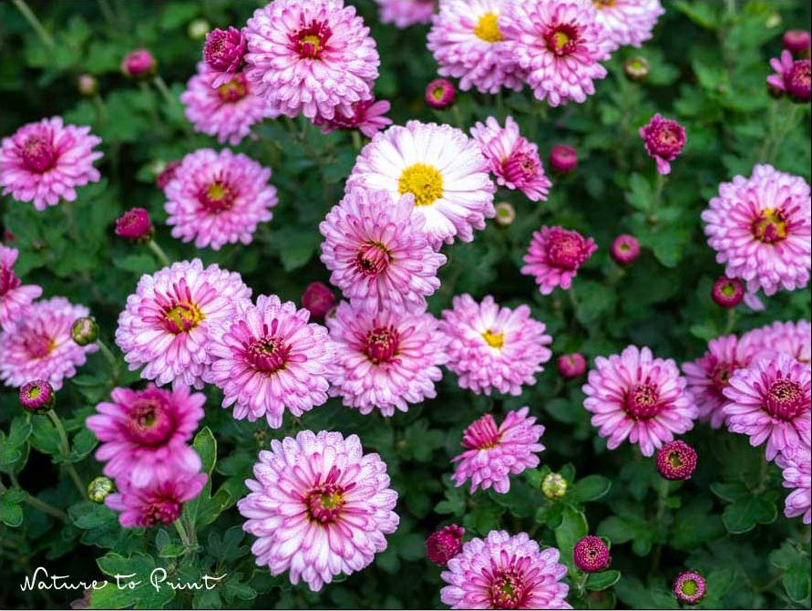 Blumengartren im November. Blütenpracht der Chrysanthme