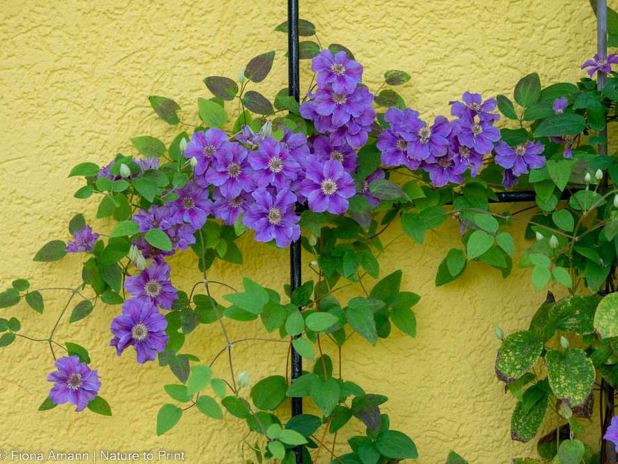 Mein Blumengarten im November: Clematis der Schnittgruppe III blüht überreich 