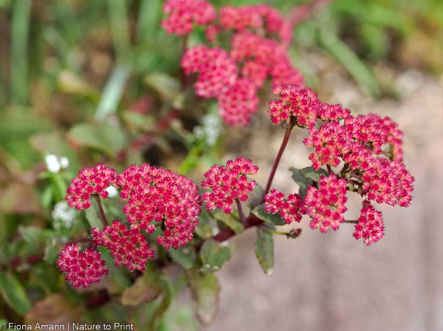 Rotlaubiges Sedum mit grau-blauen Blättern wächst in einem Betonpflanzstein in einer Gartenmauer