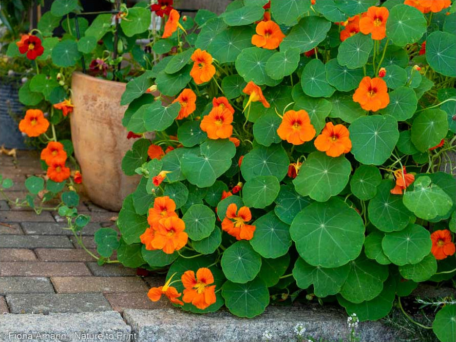 Kapuzinerkresse blüht bis zum Frost. Im November sogar noch prächtiger als im Sommer.
