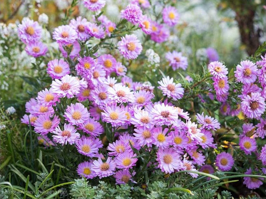 Chrysanthemen blühen überreich im Blumengarten im November