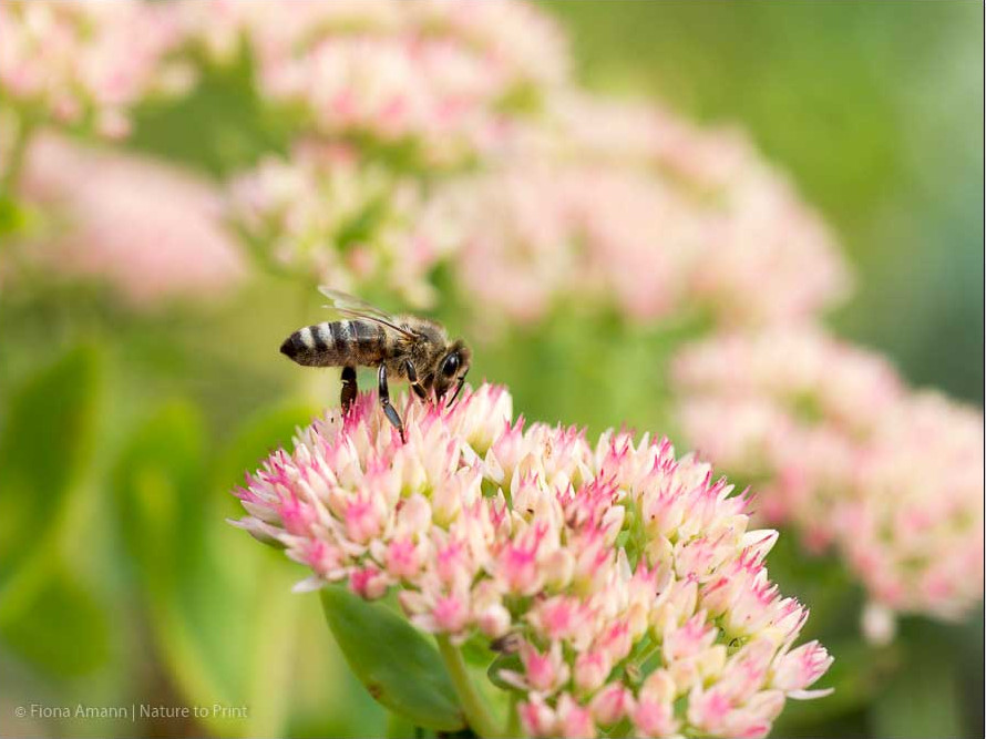 Sedum spectabilis lockt Bienen und Hummeln an