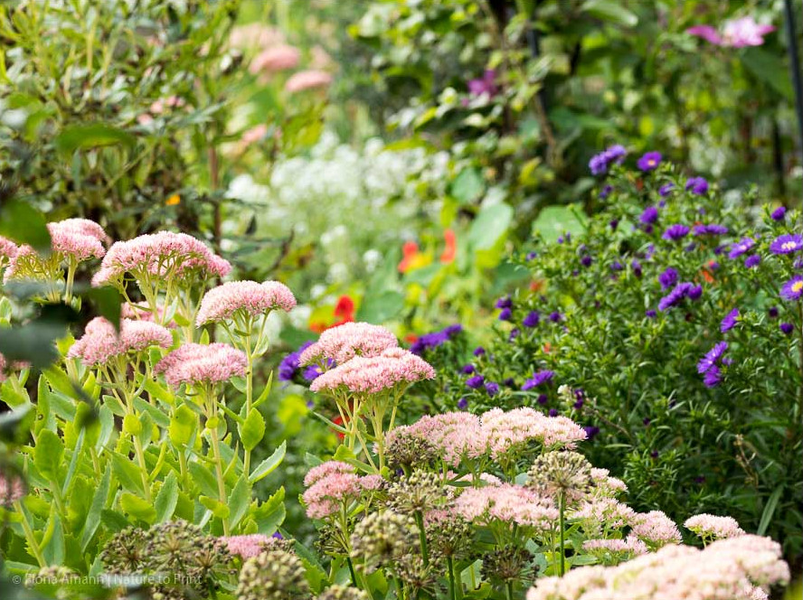 Hohe Fetthennen in der Fläche gepflanzt, dazwischen Astern 