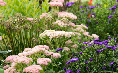 Der Chelsea-Schnitt für Stauden. Wie schneiden, wann & warum?