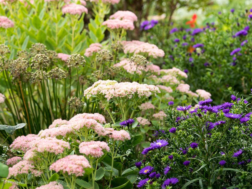 Der Chelsea-Schnitt für Stauden. Wie schneiden, wann & warum?