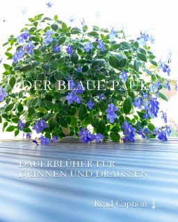 Der Blaue Paul

Der Blaue Paul heißt botanisch Streptocarpus saxorum und kommt, wie das Usambara Veilchen aus Afrika. Die Zimmerpflanze blüht quasi das ganze Jahr und lässt sich durch Stecklinge kinderleicht vermehren.

Mein Blauer Paul verbringt ab Mitte Mai bis Oktober draußen in der Sommerfrische und das bekommt ihm sehr gut. Im August habe ich neue Stecklinge von ihm gemacht und die Pflanzen haben sich inzwischen sehr prächtig entwickelt. Die ersten Knospen sind schon da.

Falls Sie den Blauen Paul in einer Gärtnerei entdecken, nehmen Sie ihn unbedingt mit. Sie werden nichts als Freude mit ihm haben. Vorausgesetzt, Standort und Pflege stimmen.

Alles weitere im Blog:
https://www.blumenbilder.org/der-blaue-paul-beschert-blaue-bluetenpracht-fuer-drinnen-und-draussen/

Kurzlink: https://www.insbeet.de/BlauerPaul

#zimmerpflanze #zimmerpflanzenliebe #pflanzendeko #pflanzenfreunde #wirliebenpflanzen #pflanzenpower #pflanzenwelt #pflanzenwissen #büropflanze #nachhaltiggärtnern #anzucht #pflanzenfreude #plantsathome #grüneoase #blumenmachenglücklich #pflegeleicht #gärtnernmachtglücklich #pflanzenpflege #meingrünundalles #paul #zimmerpflanzen #topfpflanzen #afrika #grünerdaumen #gartentipps #gärtnern #zierpflanzen #gartenwissen #urbanjungleblog