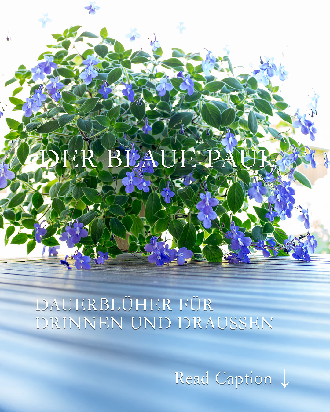 Der Blaue Paul

Der Blaue Paul heißt botanisch Streptocarpus saxorum und kommt, wie das Usambara Veilchen aus Afrika. Die Zimmerpflanze blüht quasi das ganze Jahr und lässt sich durch Stecklinge kinderleicht vermehren.

Mein Blauer Paul verbringt ab Mitte Mai bis Oktober draußen in der Sommerfrische und das bekommt ihm sehr gut. Im August habe ich neue Stecklinge von ihm gemacht und die Pflanzen haben sich inzwischen sehr prächtig entwickelt. Die ersten Knospen sind schon da.

Falls Sie den Blauen Paul in einer Gärtnerei entdecken, nehmen Sie ihn unbedingt mit. Sie werden nichts als Freude mit ihm haben. Vorausgesetzt, Standort und Pflege stimmen.

Alles weitere im Blog:
https://www.blumenbilder.org/der-blaue-paul-beschert-blaue-bluetenpracht-fuer-drinnen-und-draussen/

Kurzlink: https://www.insbeet.de/BlauerPaul

#zimmerpflanze #zimmerpflanzenliebe #pflanzendeko #pflanzenfreunde #wirliebenpflanzen #pflanzenpower #pflanzenwelt #pflanzenwissen #büropflanze #nachhaltiggärtnern #anzucht #pflanzenfreude #plantsathome #grüneoase #blumenmachenglücklich #pflegeleicht #gärtnernmachtglücklich #pflanzenpflege #meingrünundalles #paul #zimmerpflanzen #topfpflanzen #afrika #grünerdaumen #gartentipps #gärtnern #zierpflanzen #gartenwissen #urbanjungleblog